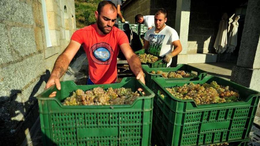 Los viticultores ya introdujeron toda la uva en las 170 bodegas adscritas al Consello Regulador. // I. Abella