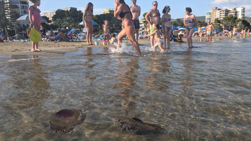Aparecen medusas &#039;huevo frito&#039; en la playa de la Almadraba