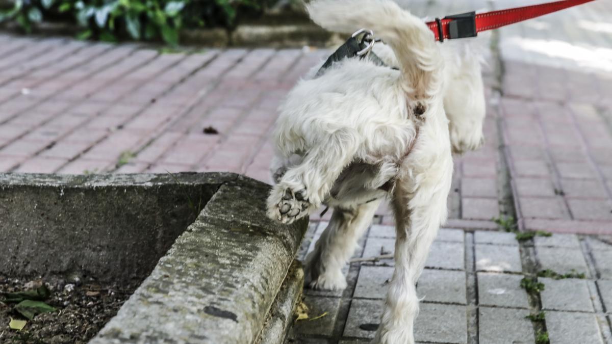 La obligación de limpiar la orina de perros entra en vigor el día 22 - El  Periódico Extremadura