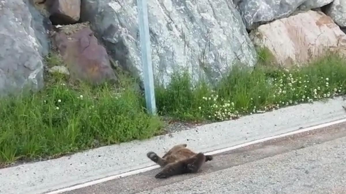 Rescatan a un osezno agonizando en la carretera de Leitariegos