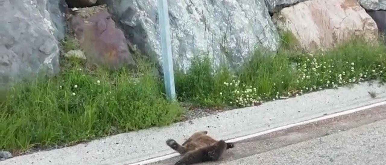 Rescatan a un osezno agonizando en la carretera de Leitariegos