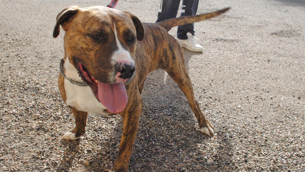 Turko, uno de los perros en adopción.