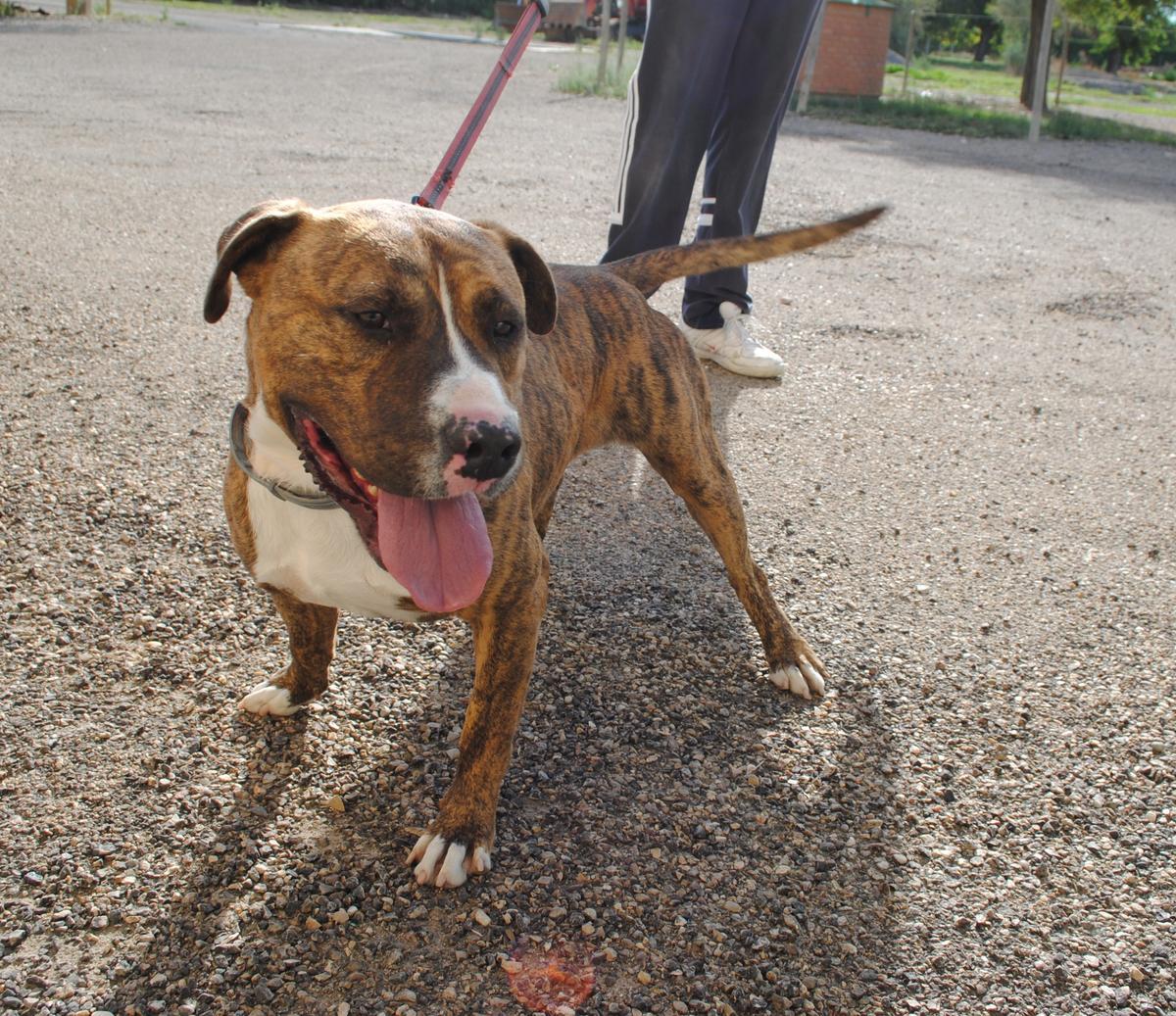 Turko, uno de los perros en adopción.