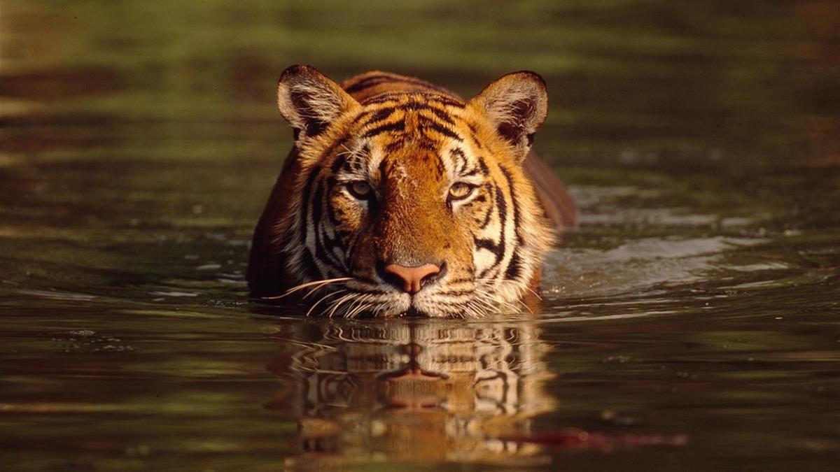 Un tigre de bengala nadando en un lago de Tailandia