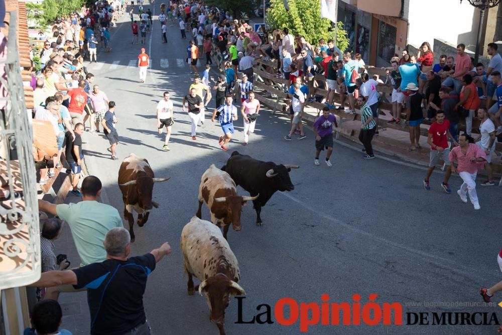 Suelta de toros en Moratalla