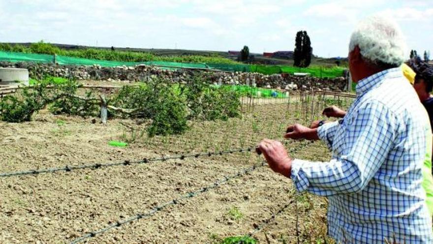 Árboles frutales serrados y plantas de hortalizas arrasadas.