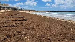 Andalucía declara emergencia por la invasión del alga asiática: qué está pasando en la costa