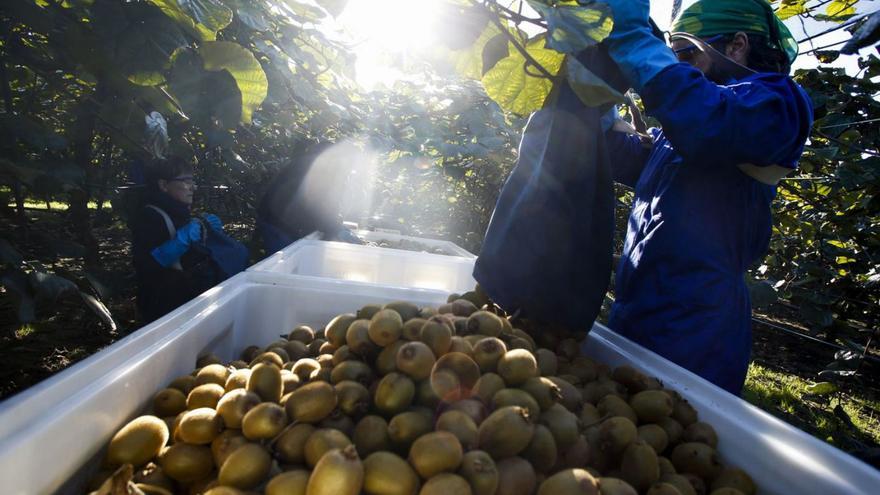El campo asturiano también necesita temporeros (y además que tengan buen brazo para estos tres cultivos)