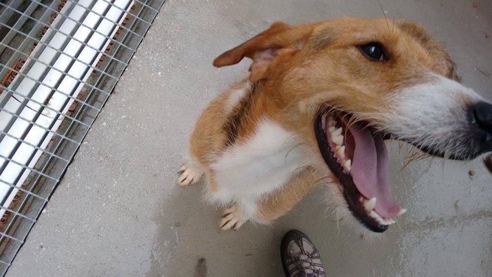 BRUNO: este perrito llegó a la perrera de Ordes en noviembre. Cuando llegó era desconfiado y ladraba por todo, ahora ya sabe que está en un sitio seguro.