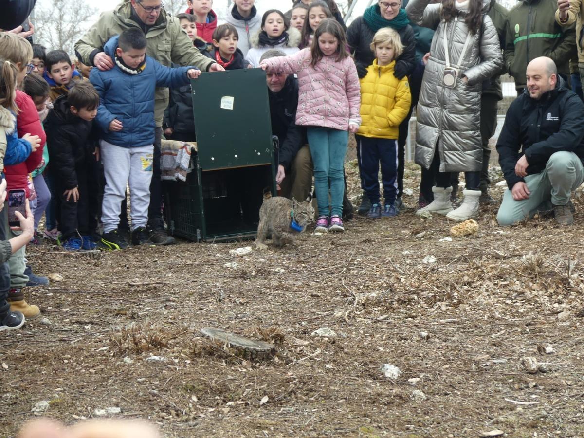 Liberación de uno de los linces.