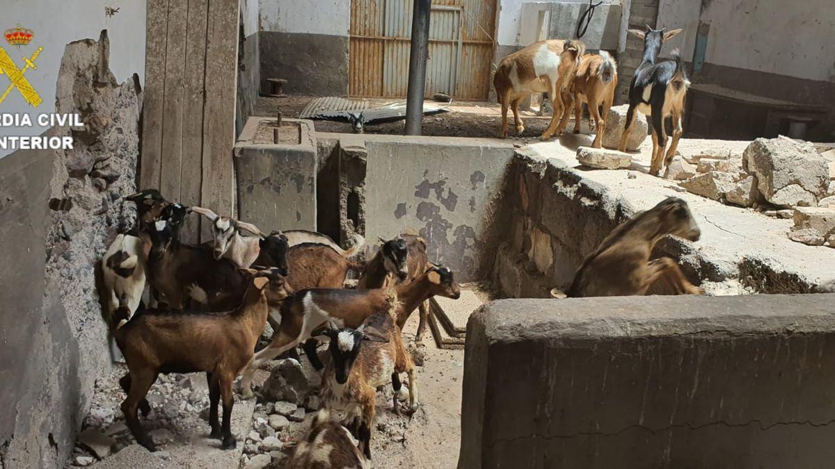 Una de las explotaciones ganaderas de donde se sustrajeron las cabras en Agüimes. | Guardia Civil