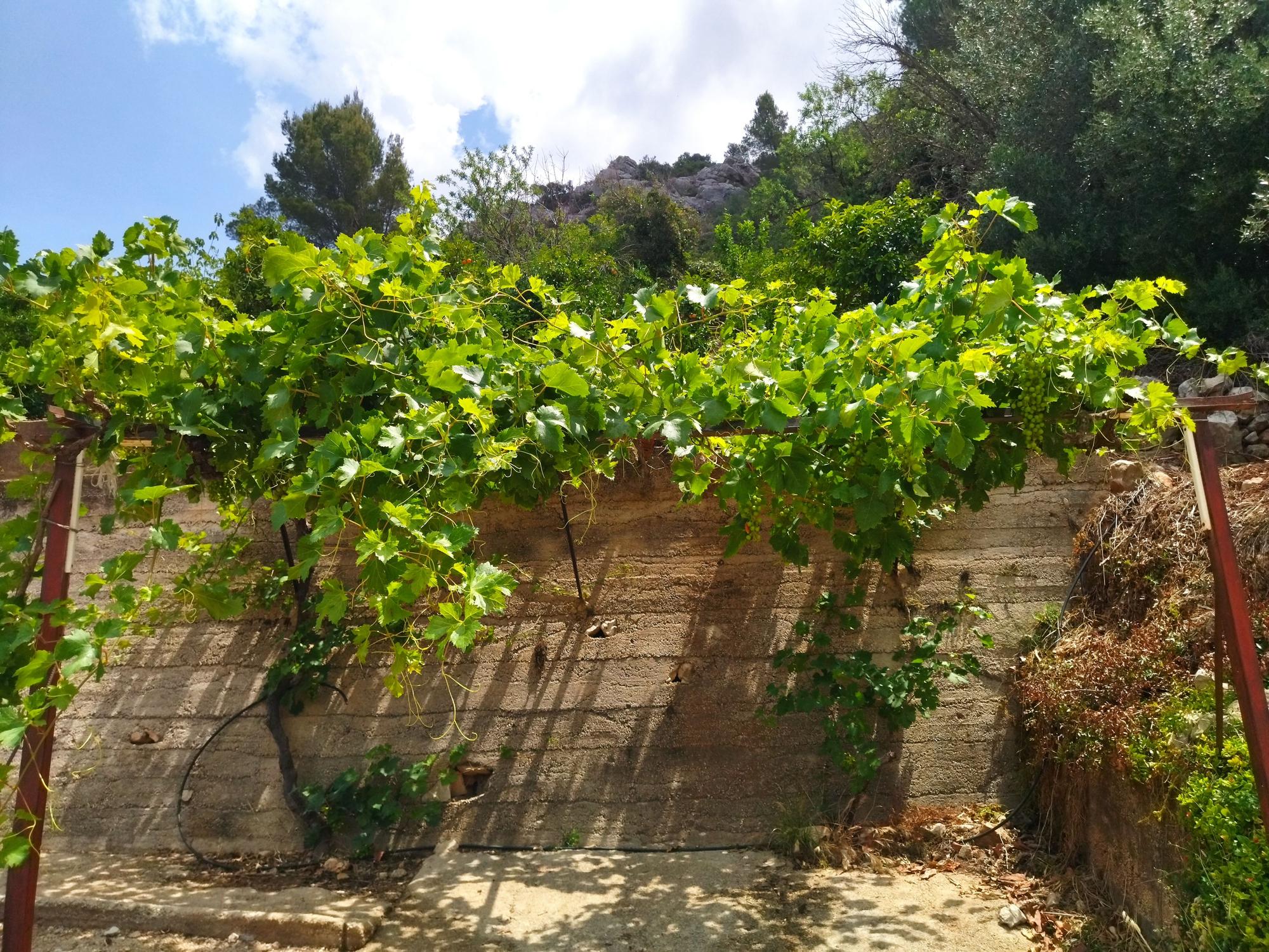 El Castell d’Ambra del siglo XIII, la gran atalaya de Pego