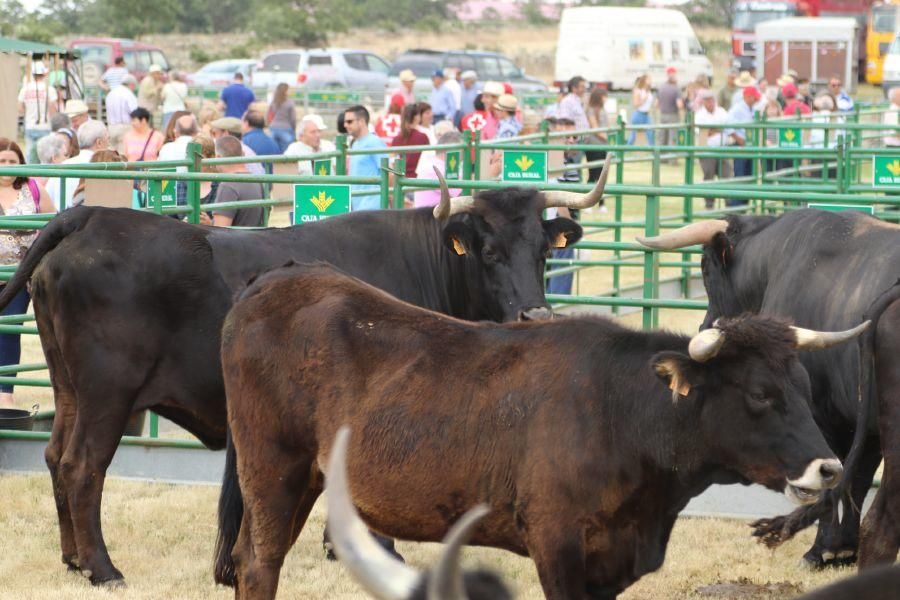 Feria de la Raza Sayaguesa en Bermillo