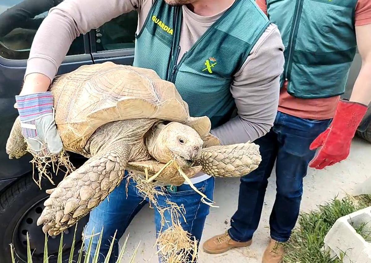 Agentes de la Guardia Civil con la tortuga africana hallada en Córdoba.