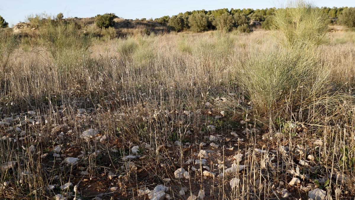 Terra d'una finca abandonada des de fa una dècada.
