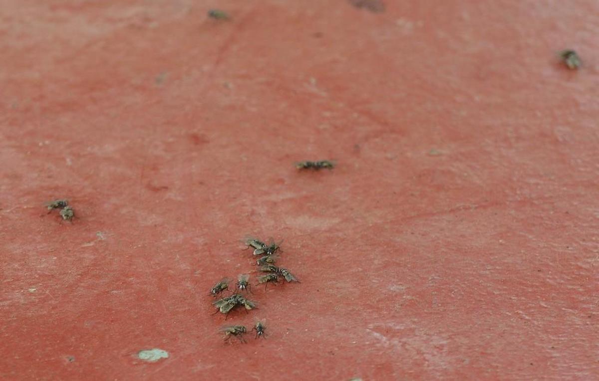 Plaga de moscas en Melenara y Salinetas Plaga de moscas en Melenara y Salinetas