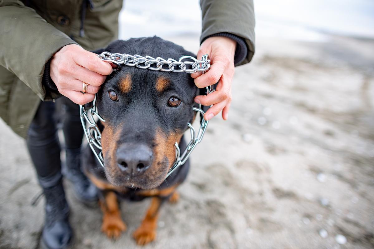 COLLARES PROHIBIDOS | Los collares que ya no le puedes poner a tu perro