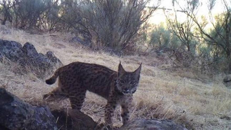 La necropsia confirma la muerte por veneno de un lince en Extremadura