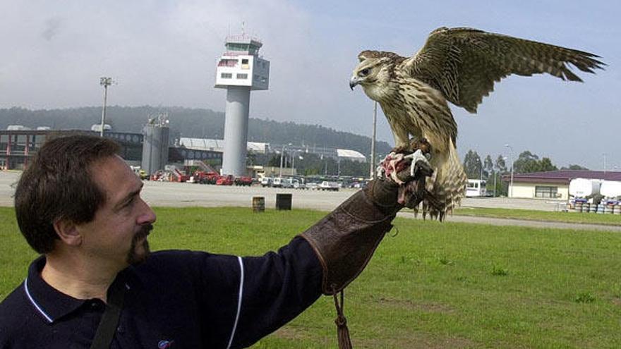 Uno de los halcones utilizados en Peinador para evitar las aves molestas para los aviones en el aeropuerto vigués de Peinador.
