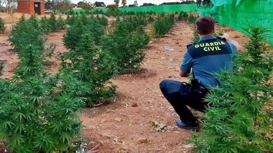 Tres detenidos tras hallar una plantación con 740 plantas y cogollos de marihuana