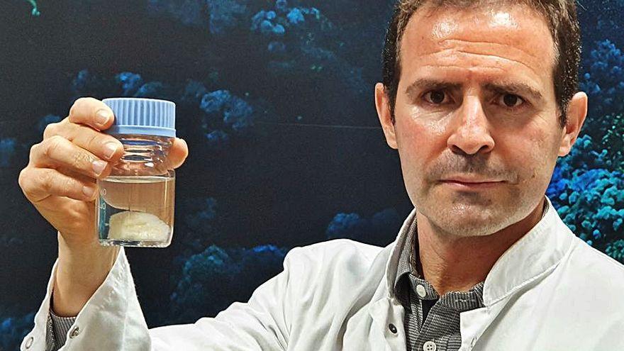 Santiago Bueno, jefe de la colección de organismos marinos, con una muestra de Aplidium, en sede de la empresa en Madrid