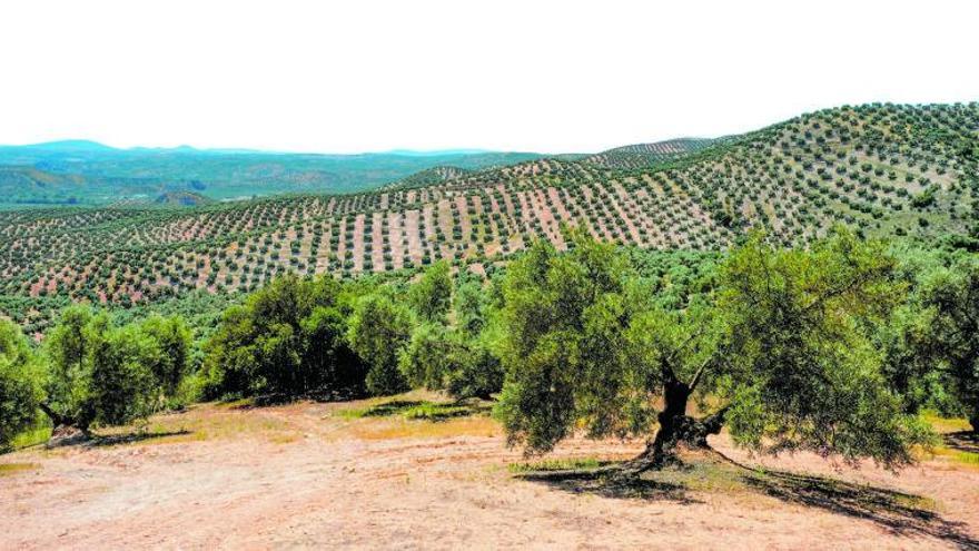 la producción de aceite cae un 40%