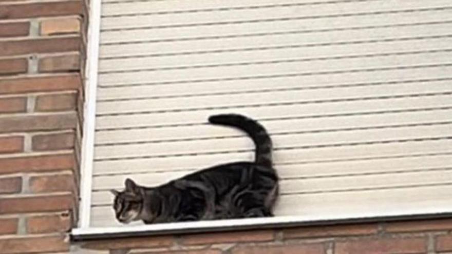 Un gato cae al vacío tras pasar dos días en el alféizar de una ventana en Os Duráns