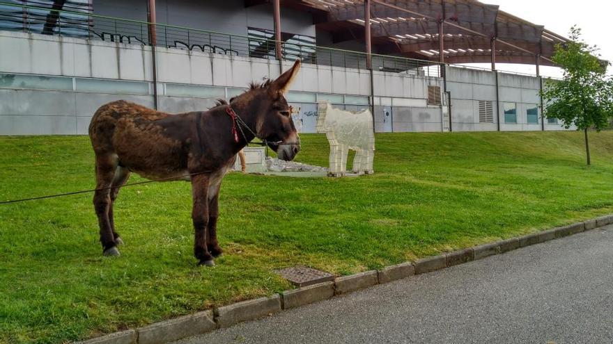 Aparece un burro junto a la vaca de Cuco Suárez en el Parque de Invierno