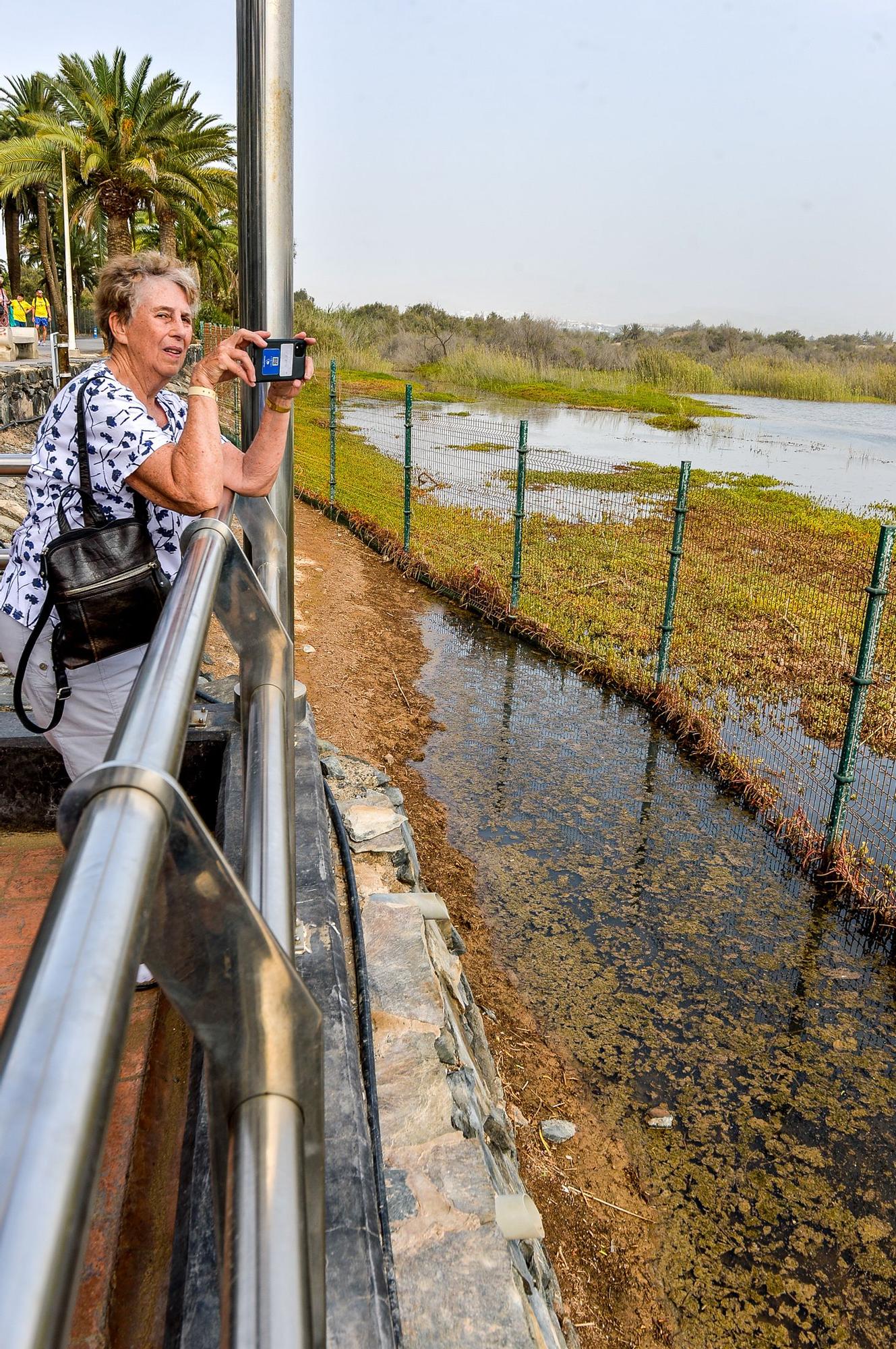 La Charca de Maspalomas después del ciclón Hermine