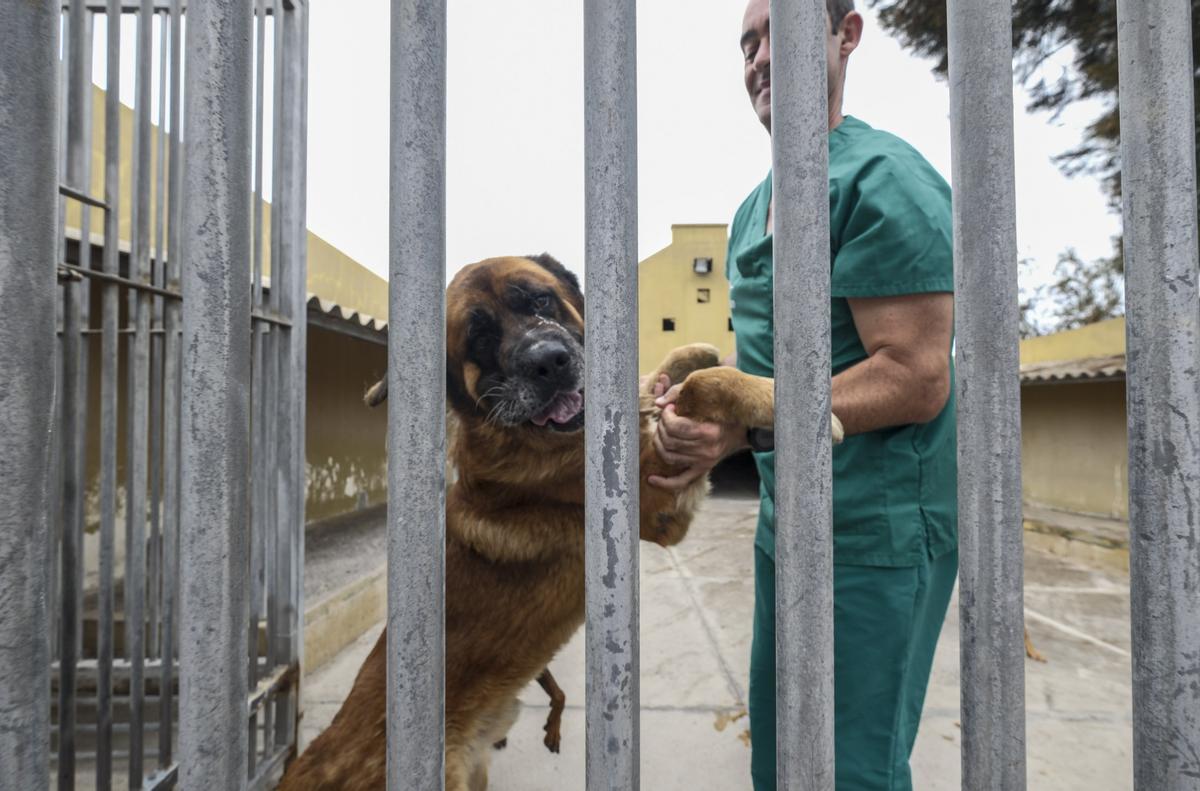 León con su veterinario en el Albergue Insular