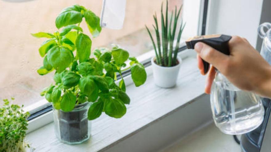 La planta que debes comprar para decir adiós a las moscas en casa