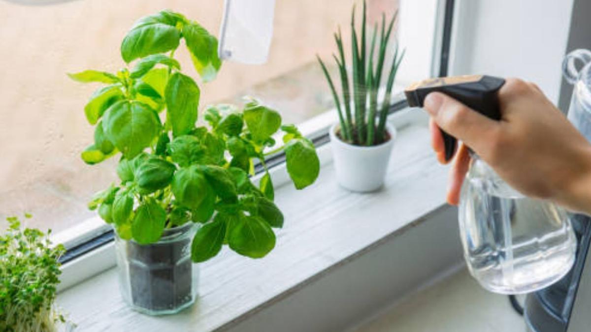 La planta que te ayudará a solucionar el problema de las moscas en casa