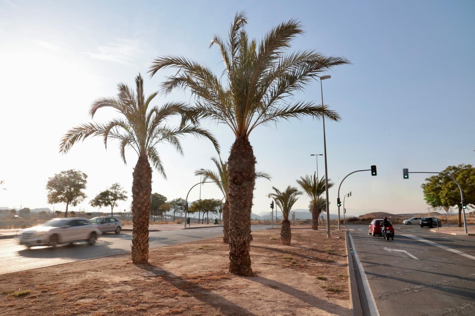 Así están las zonas verdes del PAU 1 en Alicante