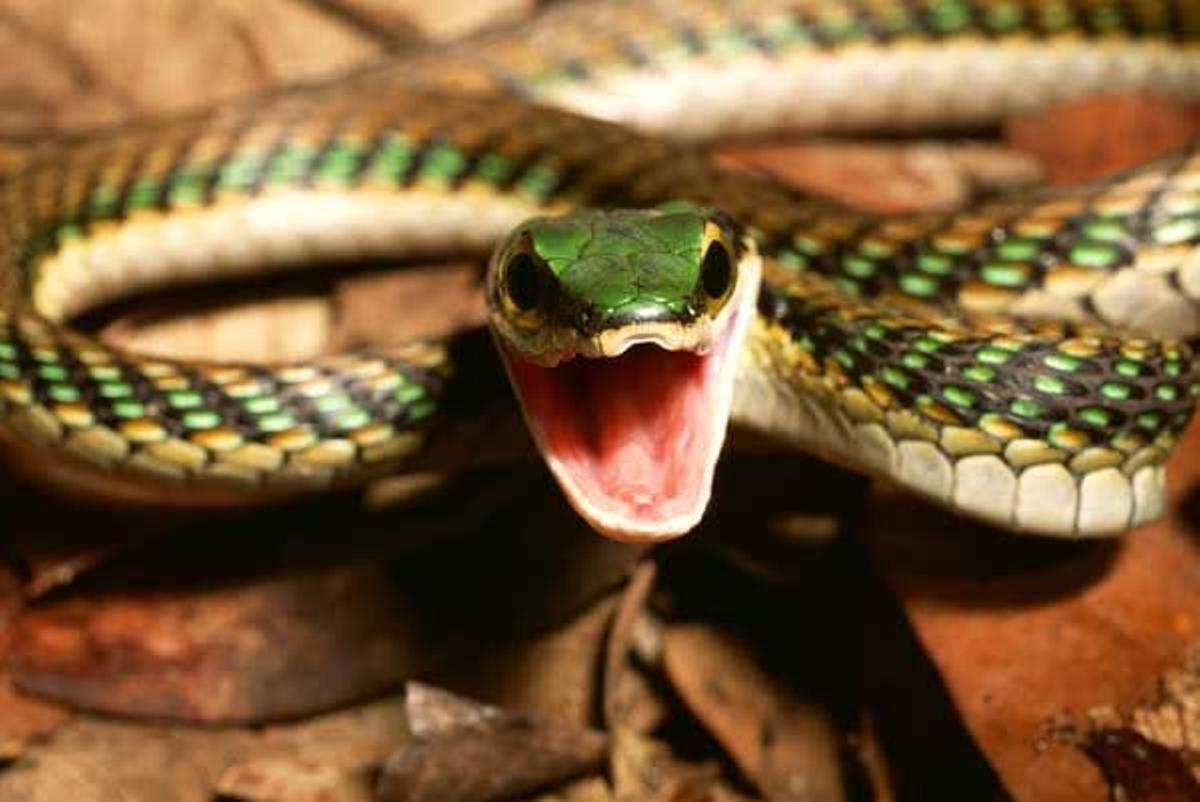 Serpiente de cabeza verde en Belice.
