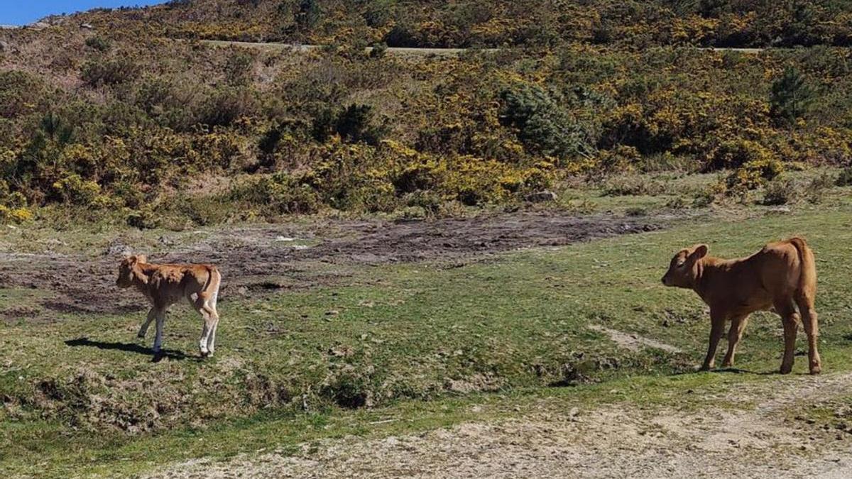 Dos terneros pastando en terrenos de un parque eólico. |   // EGA