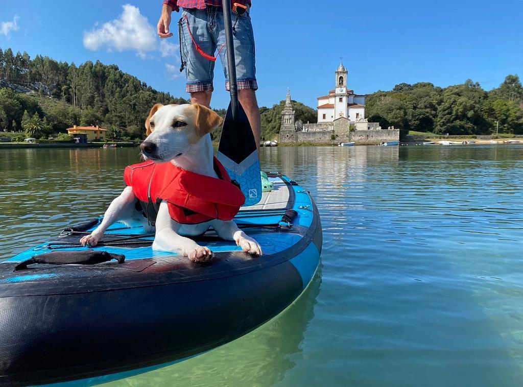 Pipper entrevista perro influencer