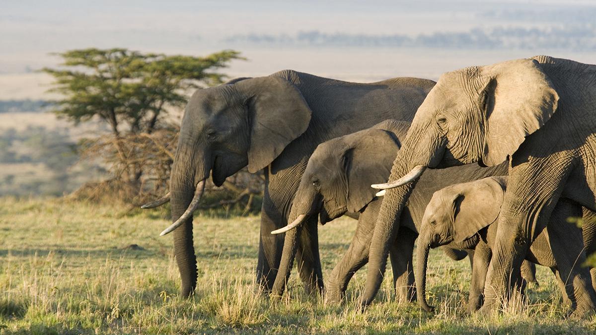 Las manadas de elefantes son protagonistas en Amboseli, uno de los mejores lugares para verlos en libertad.