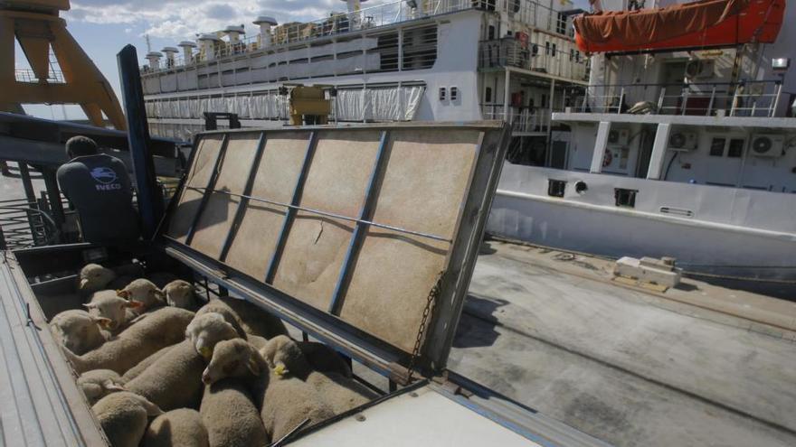 Los buques van equipados con silos para almacenar el pienso que comen los animales durante la travesía.