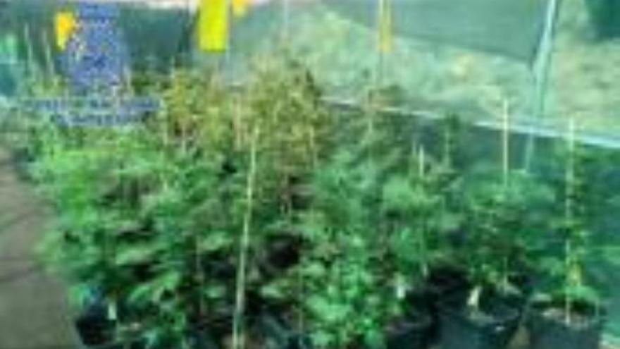 Encuentran 67 plantas de marihuana en una finca del sur de Gran Canaria