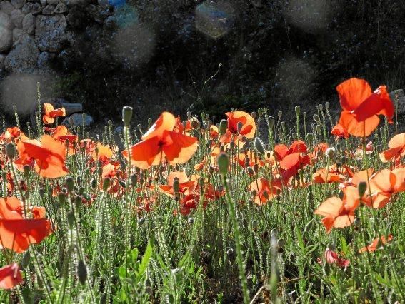 Sommerblumen