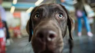 Una feria para «cambiar el destino» de los animales: protectoras y asociaciones muestran su labor en Santa Cruz