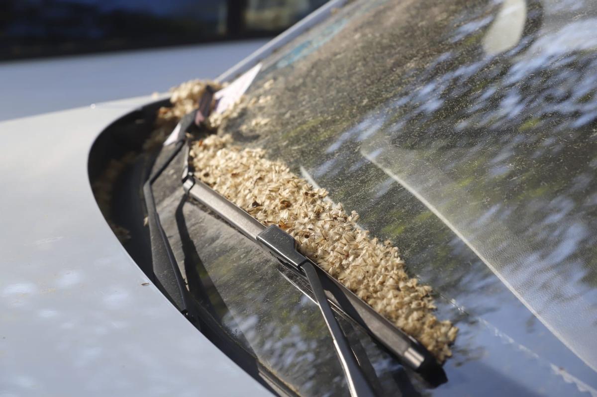 Polen en el parabrisas de un coche.