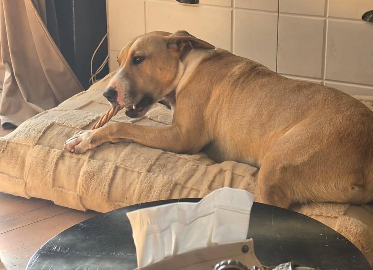 Pumba saborea una chuche en su colchón.