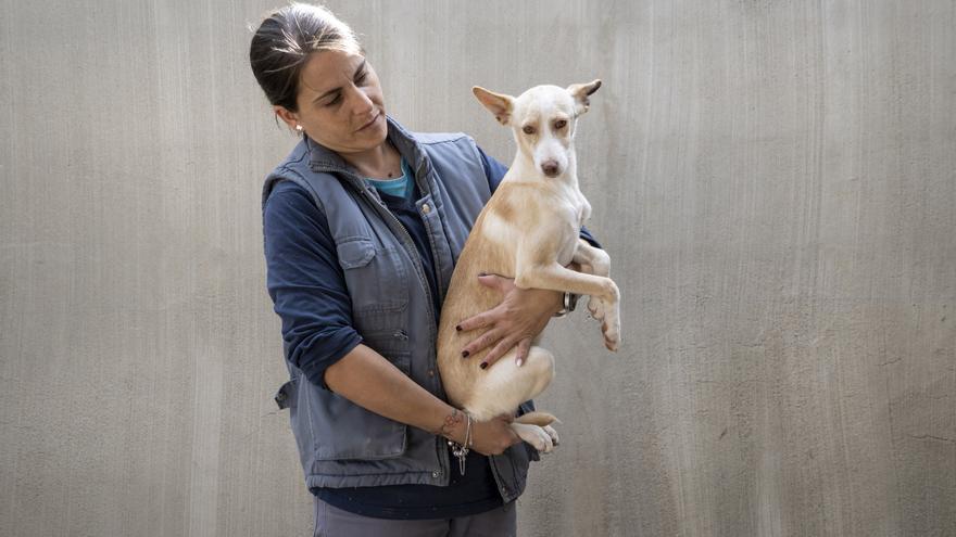 El 21º Desfile para adoptar perros abandonados de A.U.P.A. y BIOPARC será el 18 de diciembre