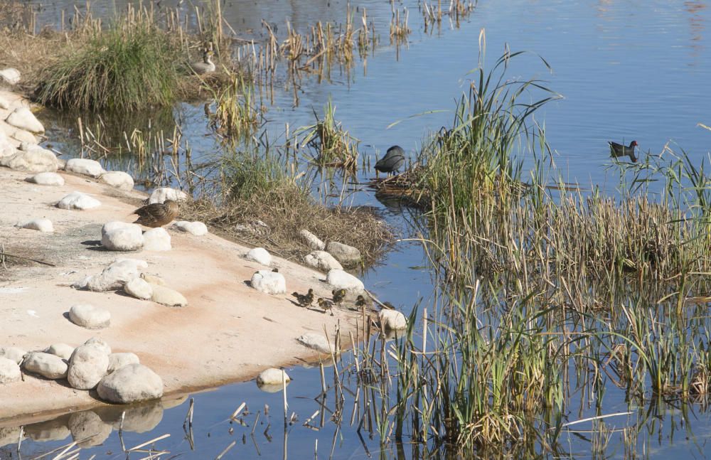 El parque La Marjal, hábitat para un centenar de especies de aves en la playa de San Juan de Alicante