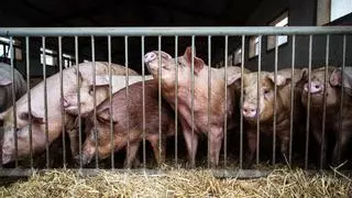 Los cerdos ganan la batalla judicial al Ribera del Duero