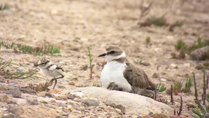 Suspenden la limpieza con máquinas en las playas del Sur para preservar especies