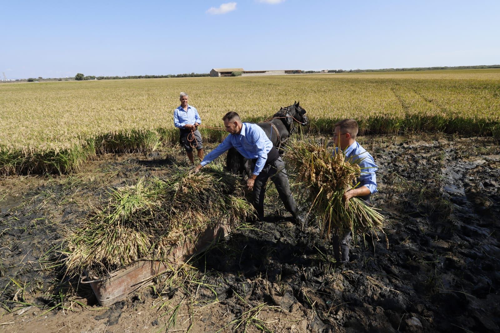 Todas las imágenes de la Fiesta de la Siega del Arroz 2024