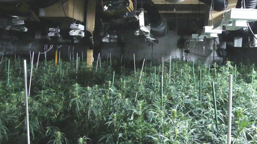 Desmantellen a Esparreguera una plantació de marihuana ubicada en una nau industrial