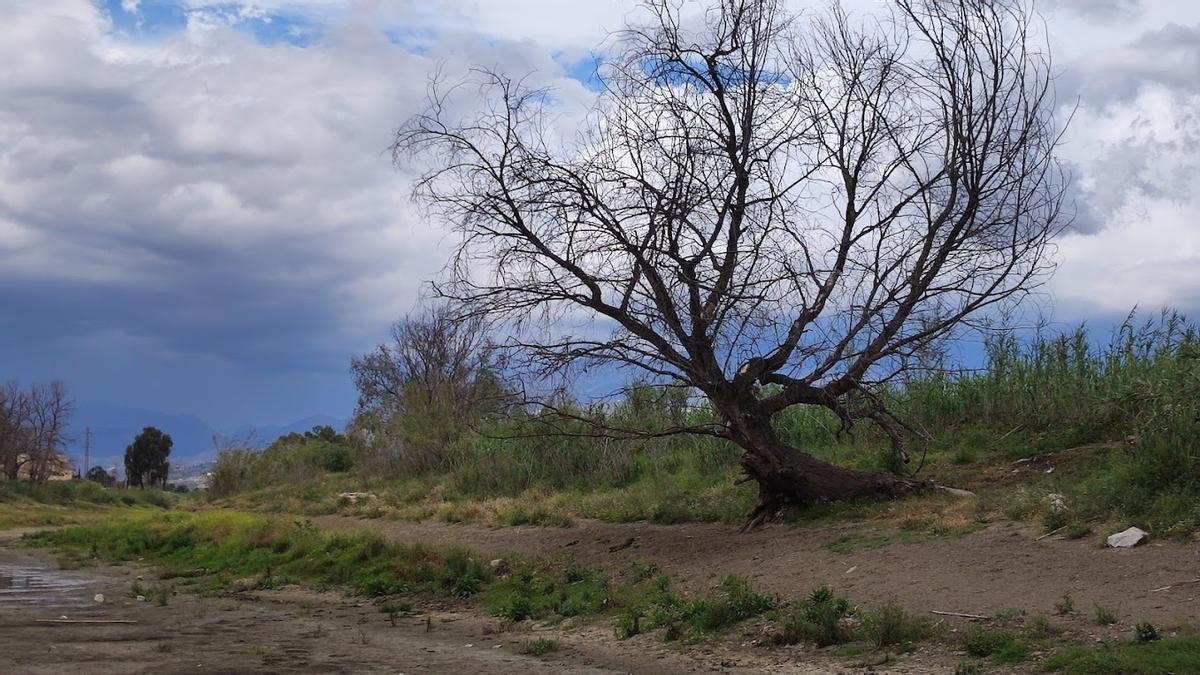 Los árboles de las márgenes del río Véles han quedado lejos del nuevo nivel freático.